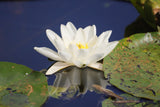 Der Seerosenteich in C-Major by Ralf Christoph Kaiser in HD Sound and as mp3 including all sheet music as Full Score Leadsheet and Parts as Bonus with beautiful water lily photos as Cover
