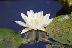 Der Seerosenteich in C-Major by Ralf Christoph Kaiser in HD Sound and as mp3 including all sheet music as Full Score Leadsheet and Parts as Bonus with beautiful water lily photos as Cover