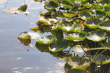 Der Seerosenteich in C-Major by Ralf Christoph Kaiser in HD Sound and as mp3 including all sheet music as Full Score Leadsheet and Parts as Bonus with beautiful water lily photos as Cover